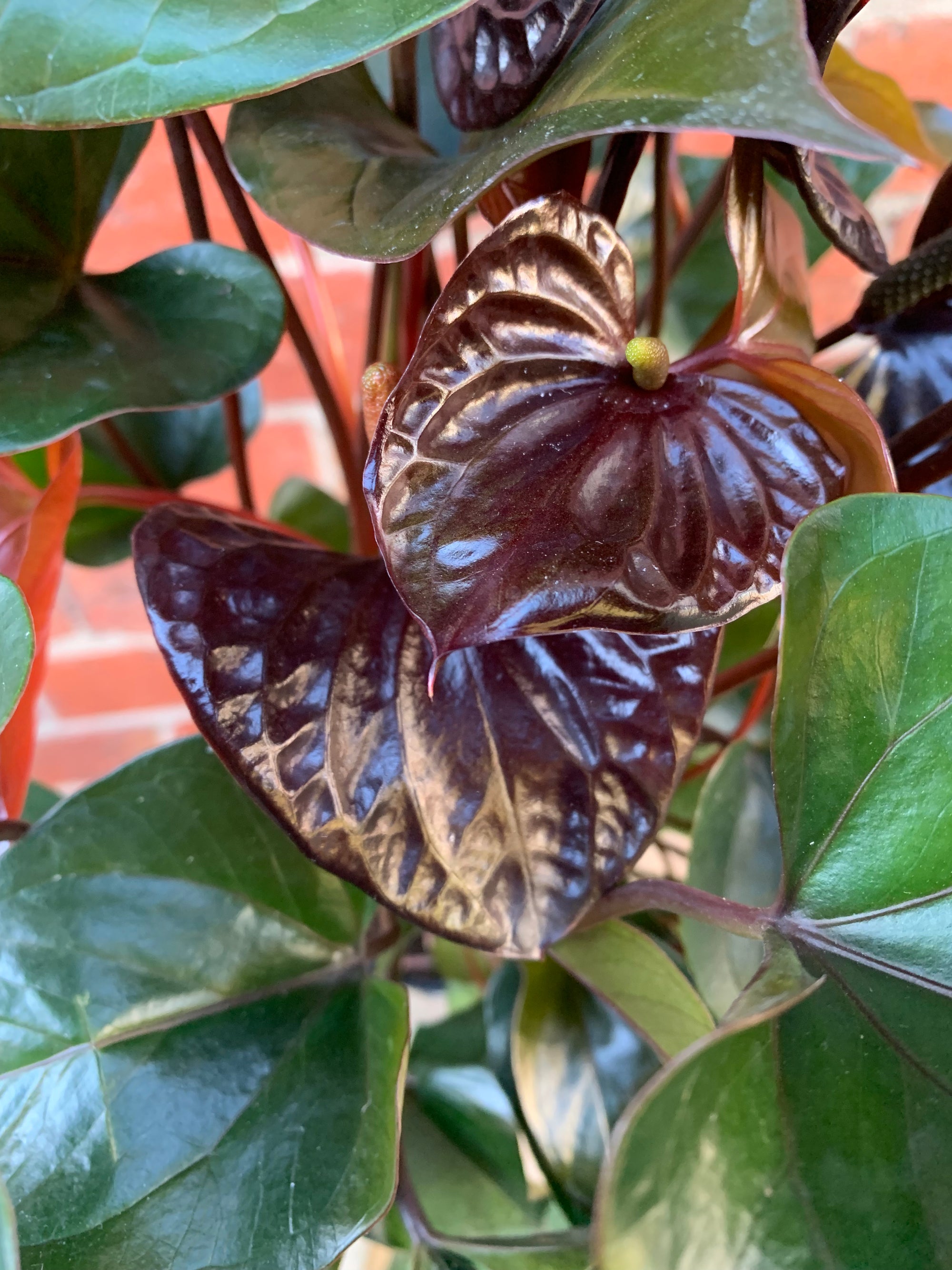 Anthurium - Burgundy - 15cm pot