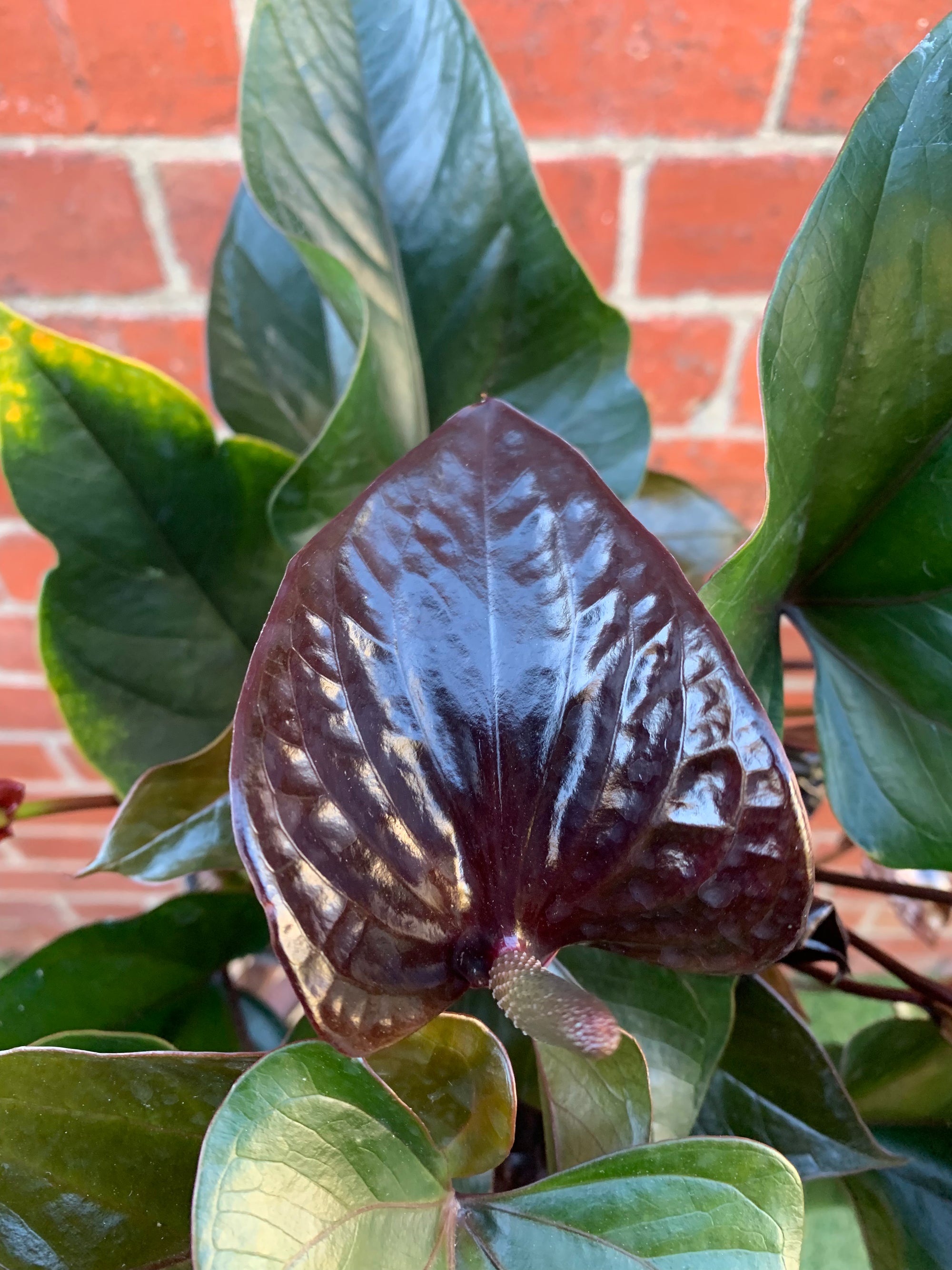 Anthurium - Burgundy - 15cm pot