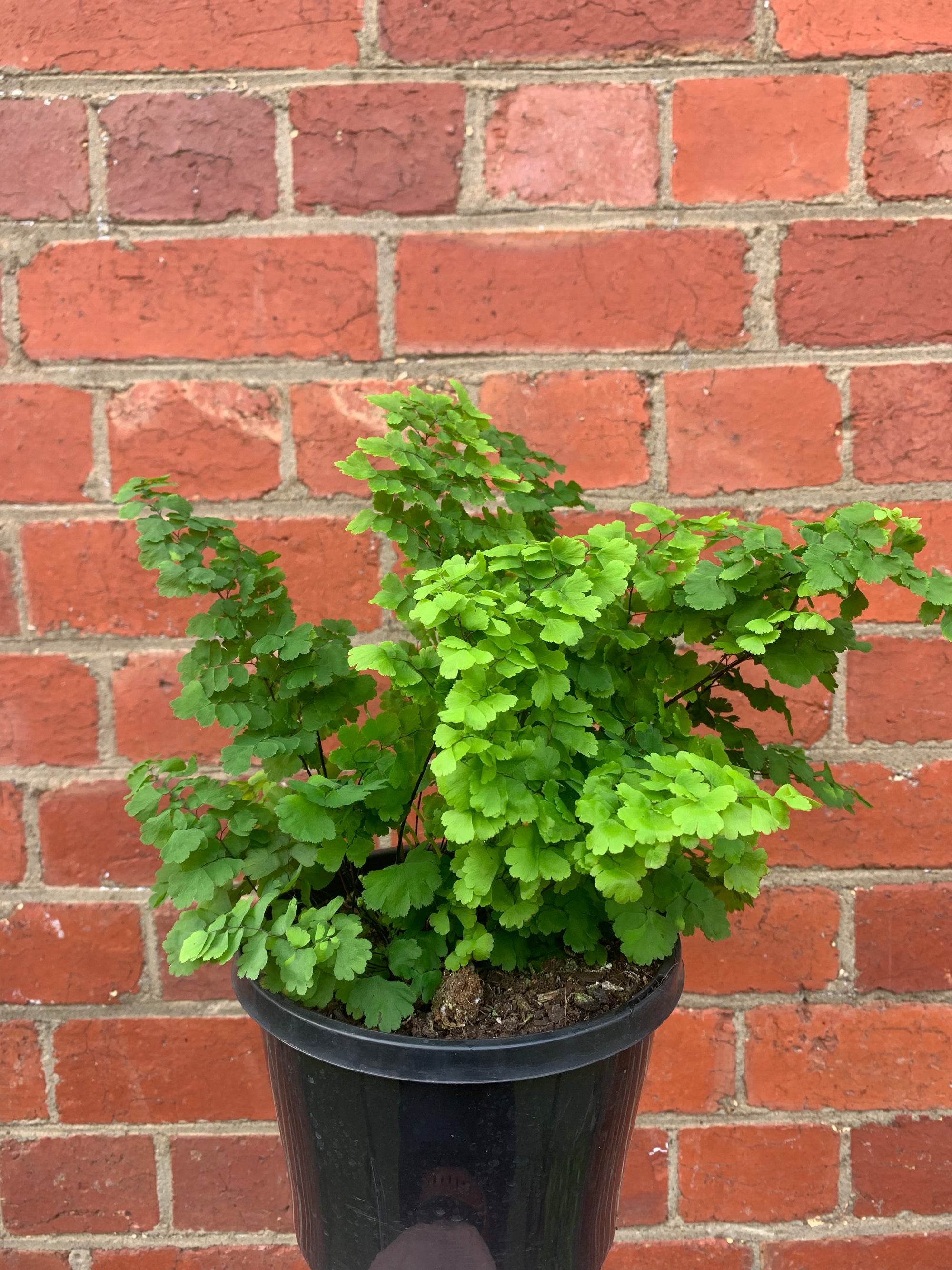 Maidenhair Fern - Adiantum monocolour Pacific - 18cm Pot