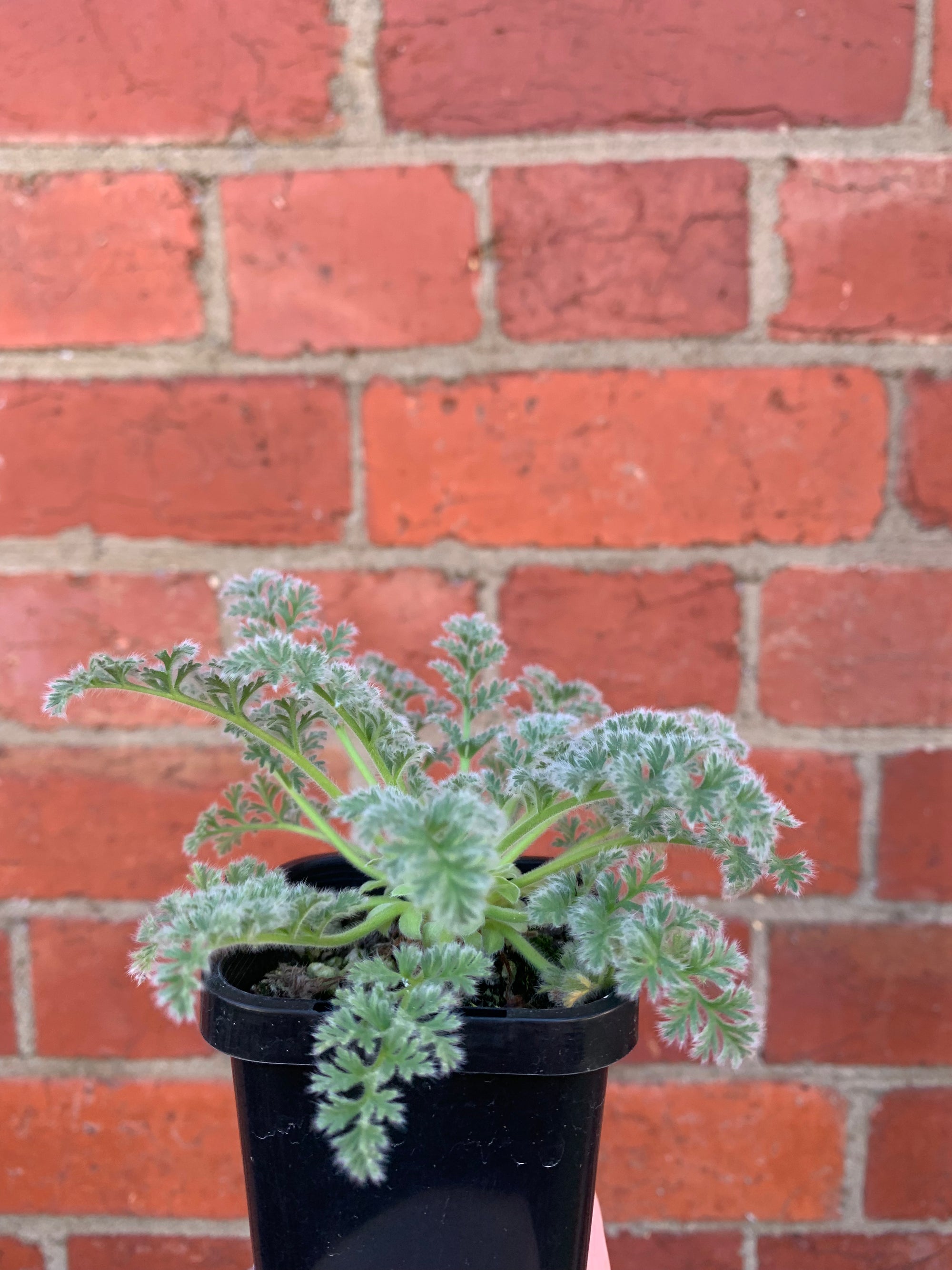 Pelargonium Appendiculatum - 7cm pot