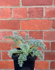 Pelargonium Appendiculatum - 7cm pot