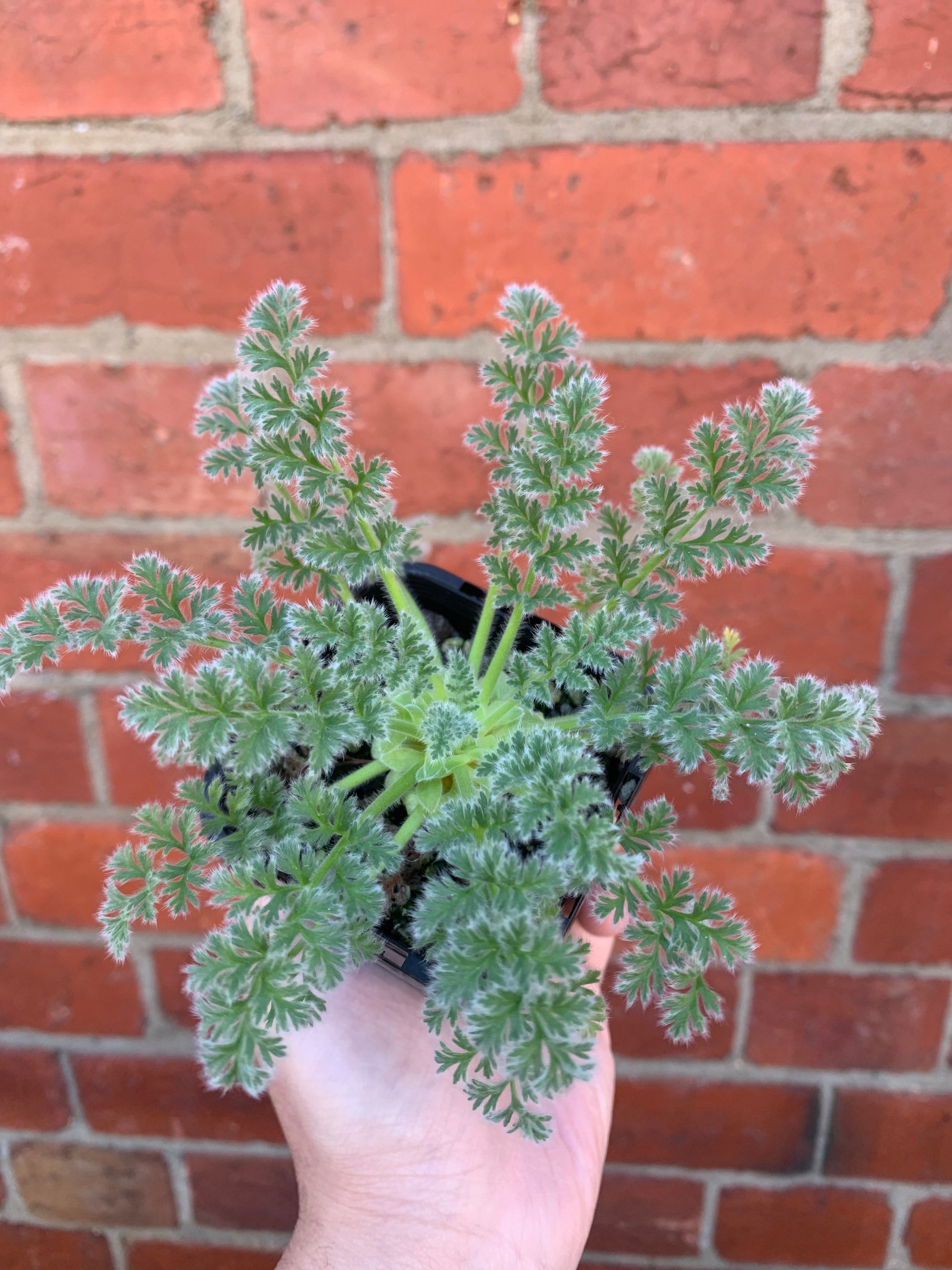 Pelargonium Appendiculatum - 7cm pot
