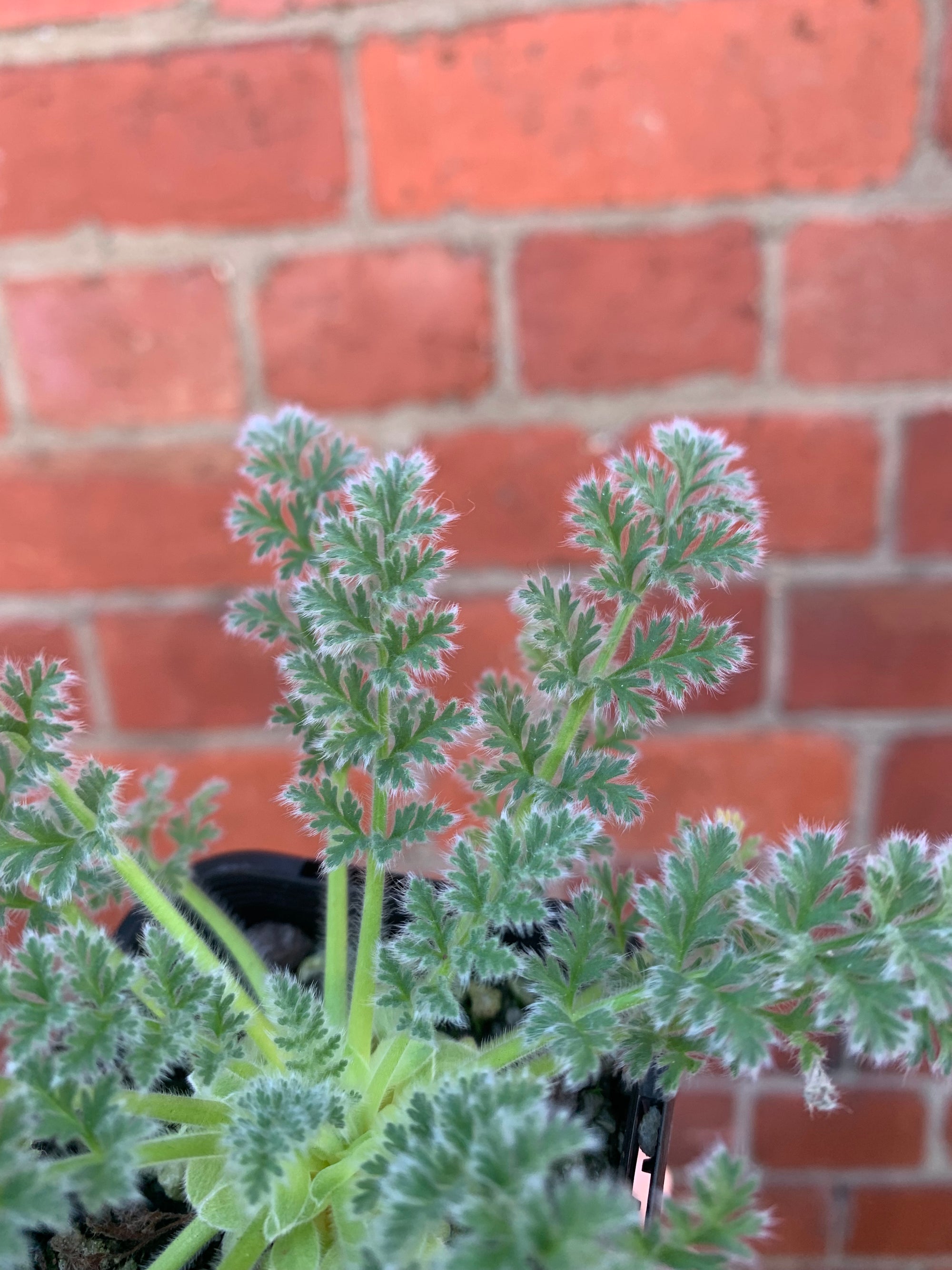 Pelargonium Appendiculatum - 7cm pot