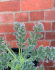 Pelargonium Appendiculatum - 7cm pot