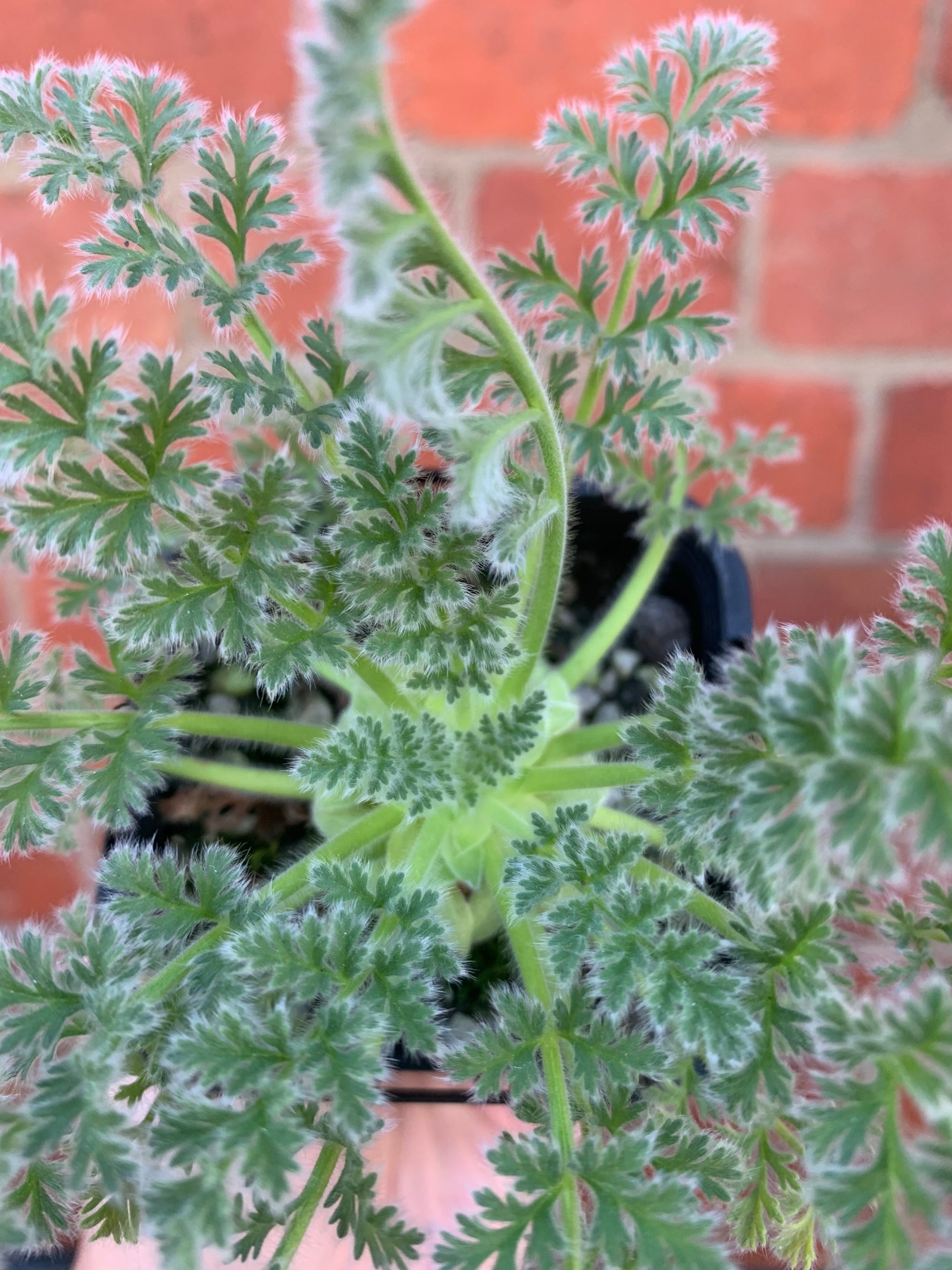 Pelargonium Appendiculatum - 7cm pot