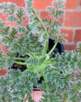 Pelargonium Appendiculatum - 7cm pot
