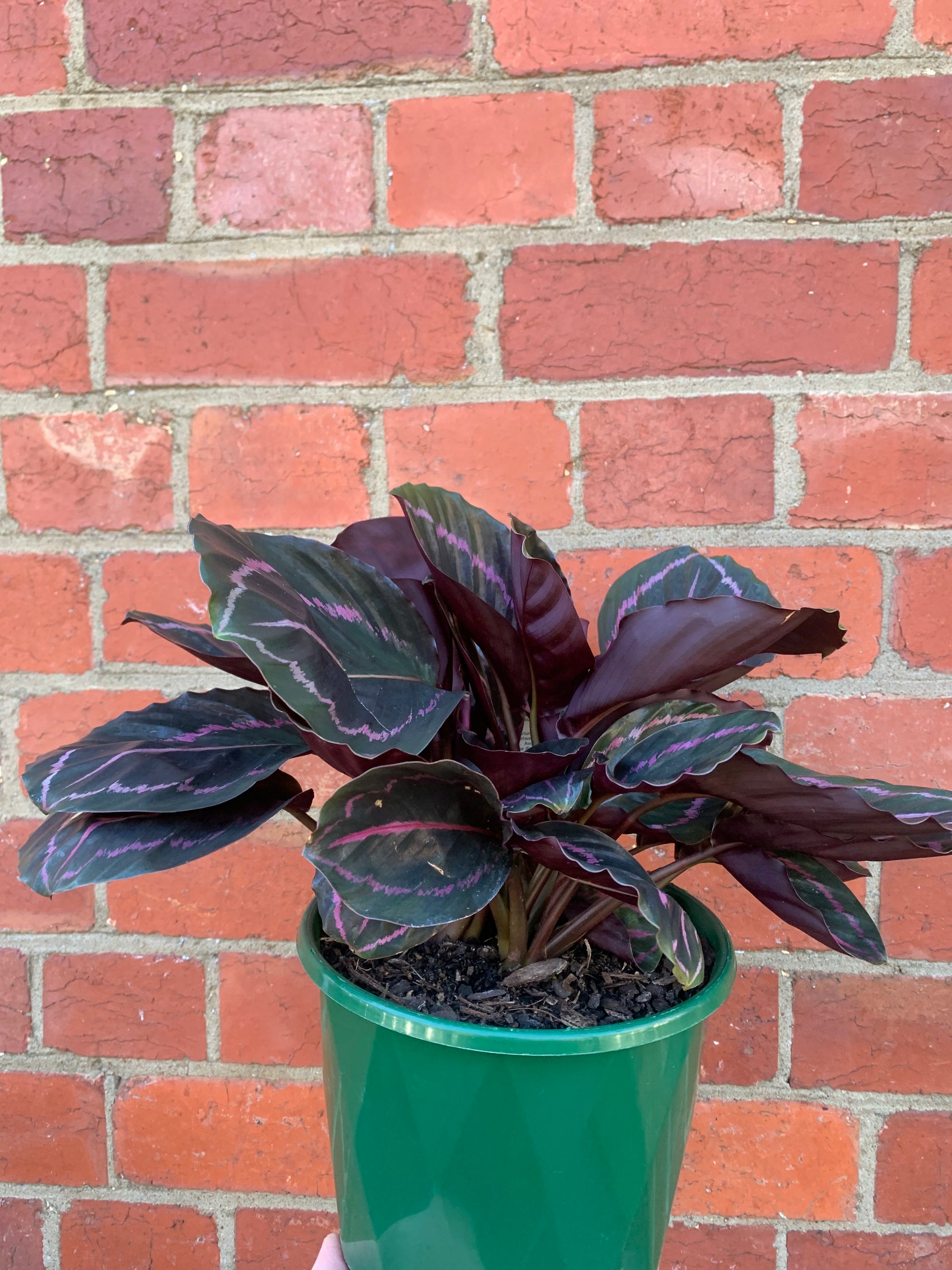 Calathea Dottie - 18cm pot
