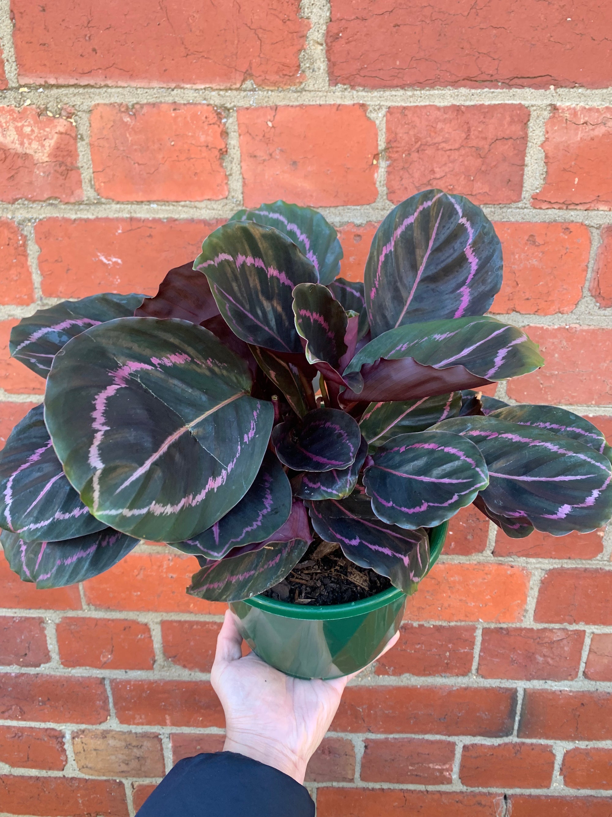 Calathea Dottie - 18cm pot