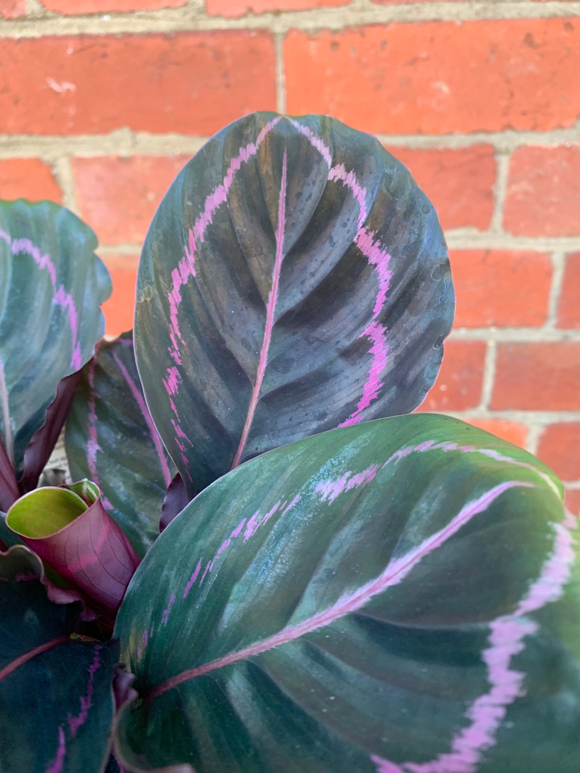 Calathea Dottie - 18cm pot