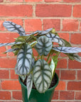 Alocasia Baginda Dragon Scale - 18cm Pot