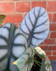 Alocasia Baginda Dragon Scale - 18cm Pot