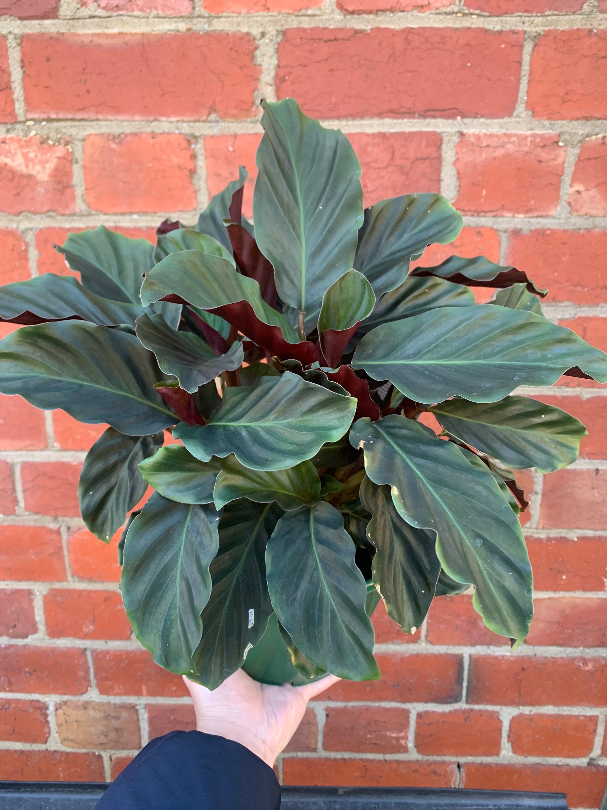 Calathea Crocata - 18cm pot