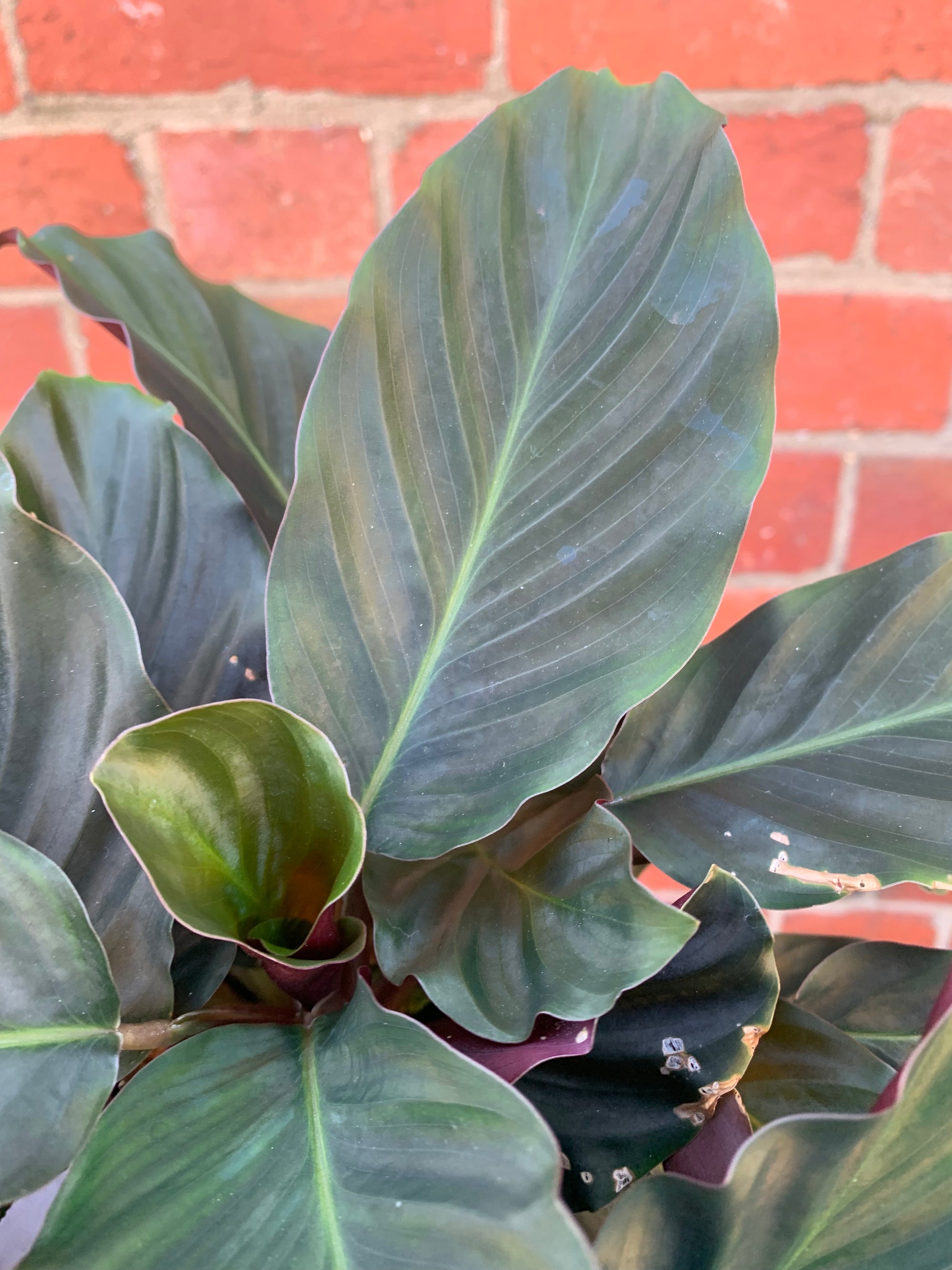 Calathea Crocata - 18cm pot
