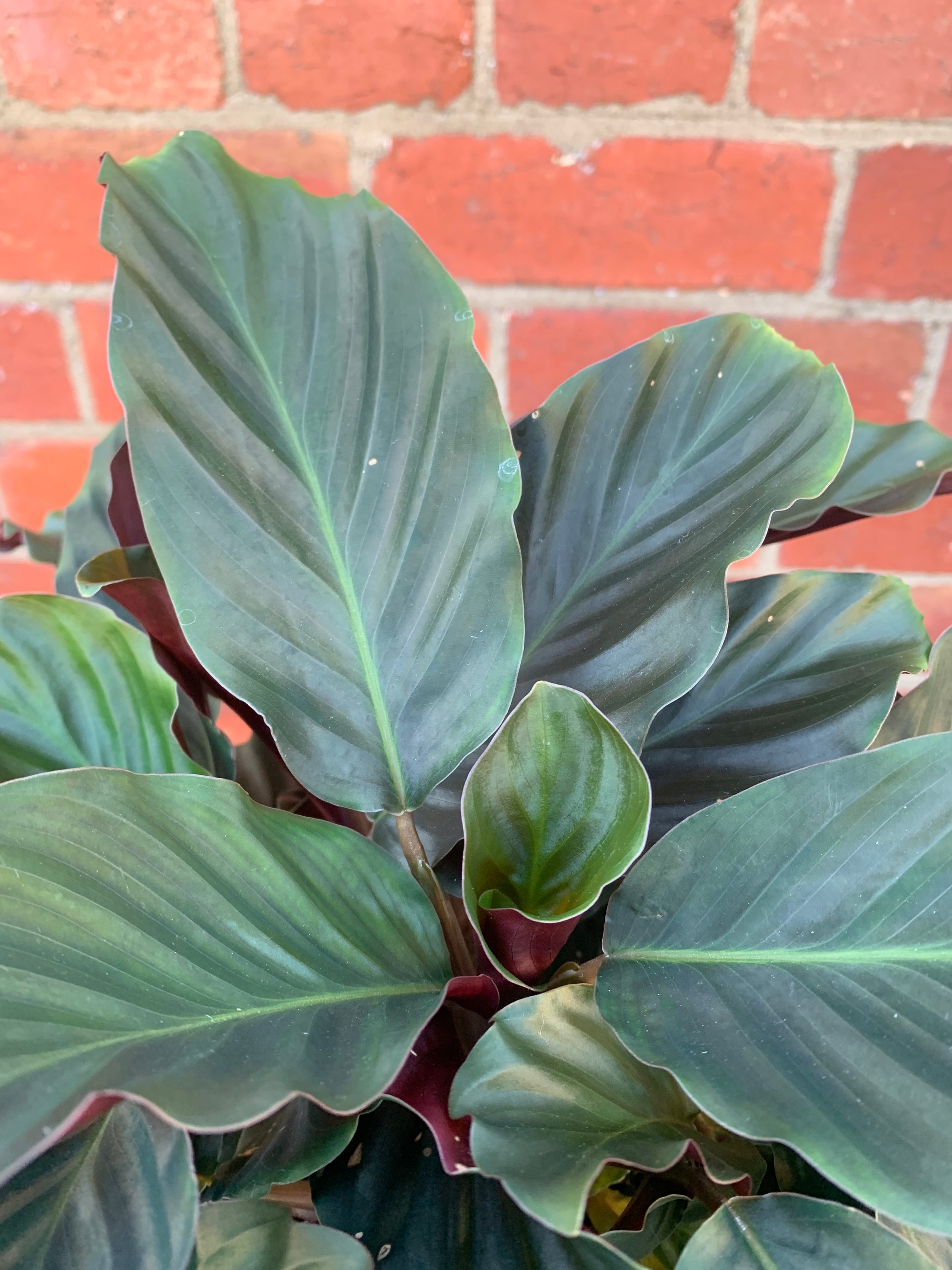 Calathea Crocata - 18cm pot