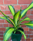Happy Plant (Dracaena Frangans 'Massangeana') - 18 cm Pot