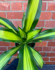 Happy Plant (Dracaena Frangans 'Massangeana') - 18 cm Pot