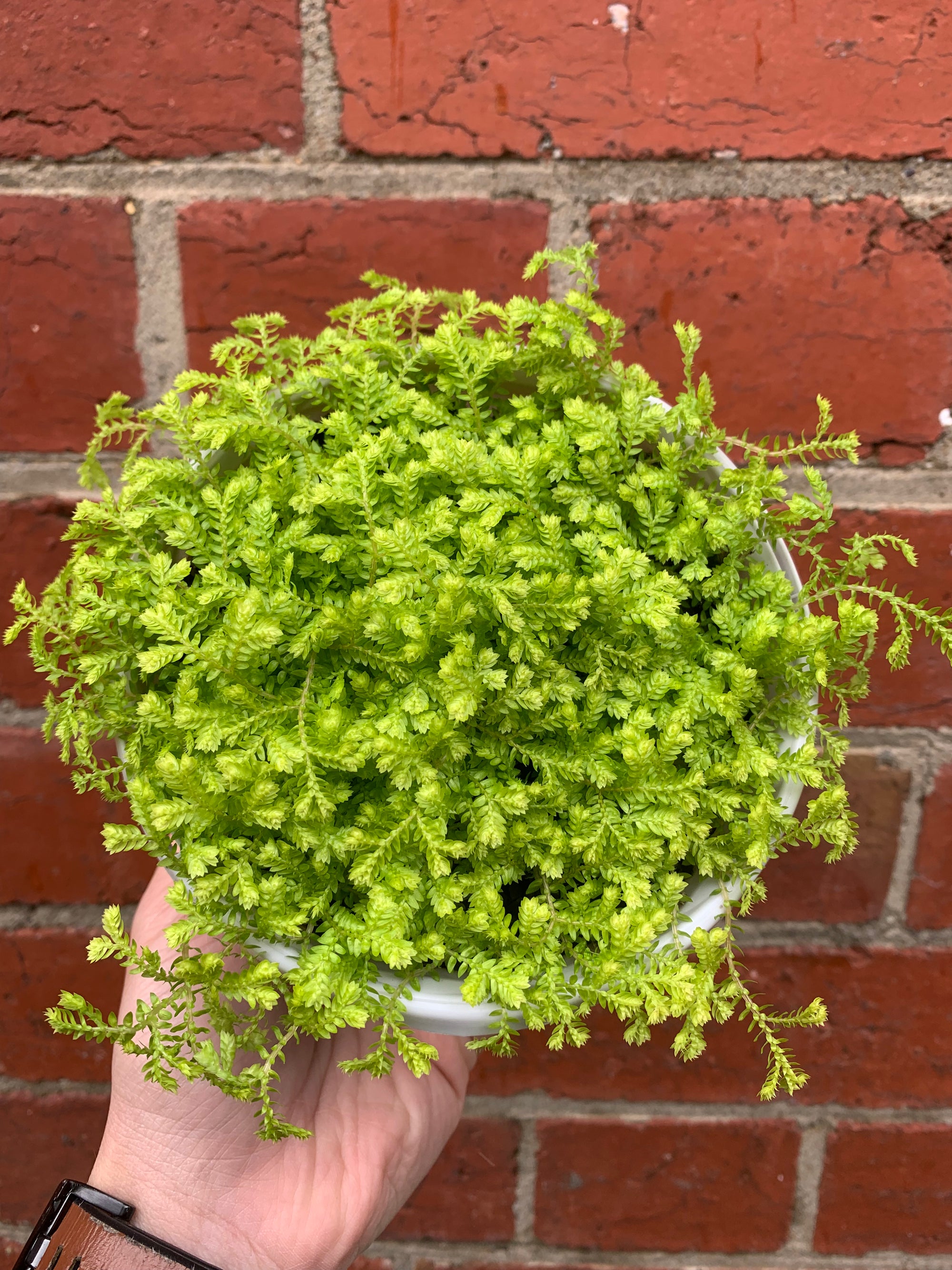 Selaginella Golden Carpet - Golden Spike Moss - 13cm pot