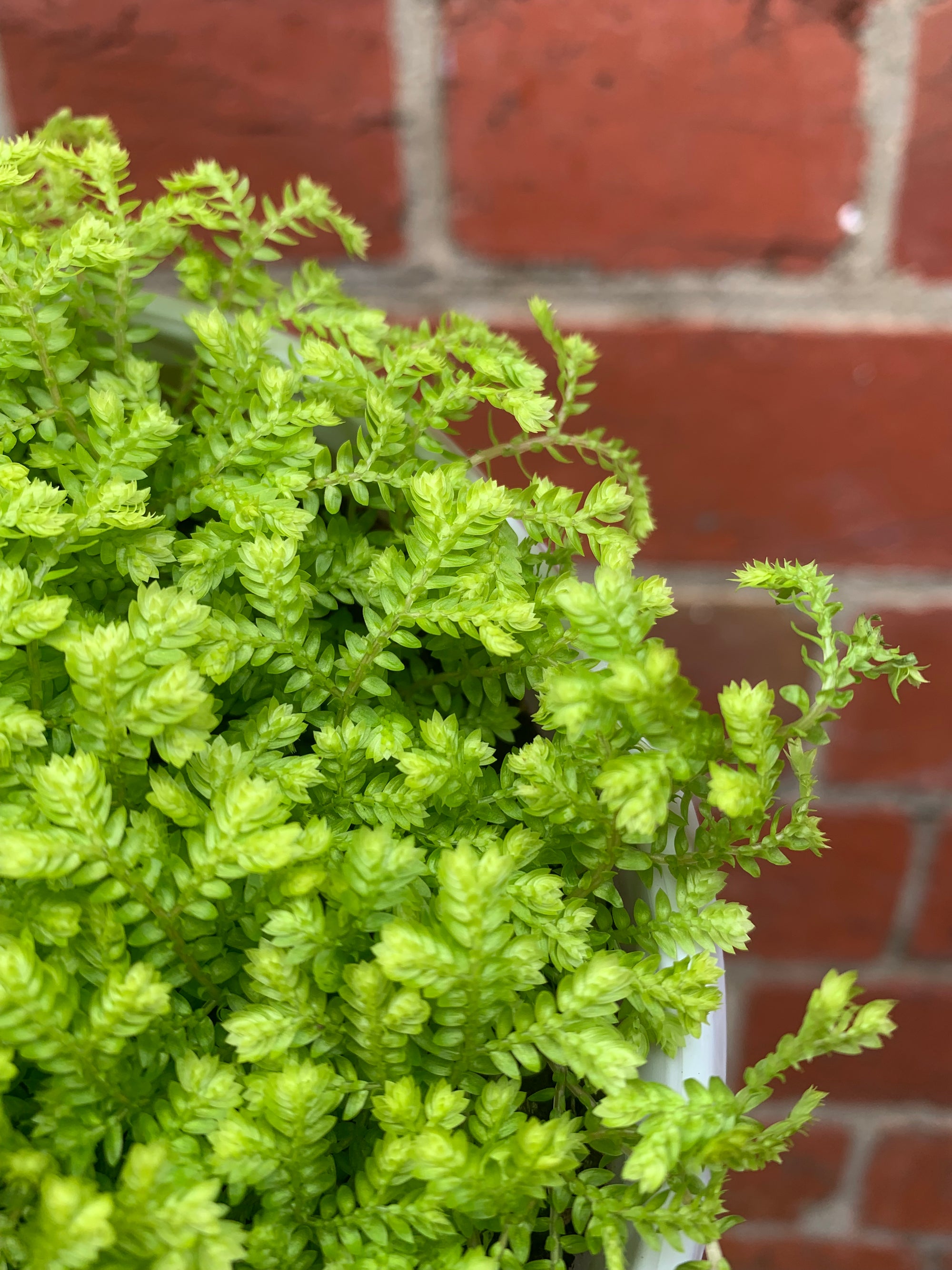 Selaginella Golden Carpet - Golden Spike Moss - 13cm pot