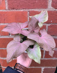 Syngonium Maya Red - 13cm pot
