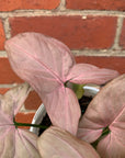 Syngonium Maya Red - 13cm pot