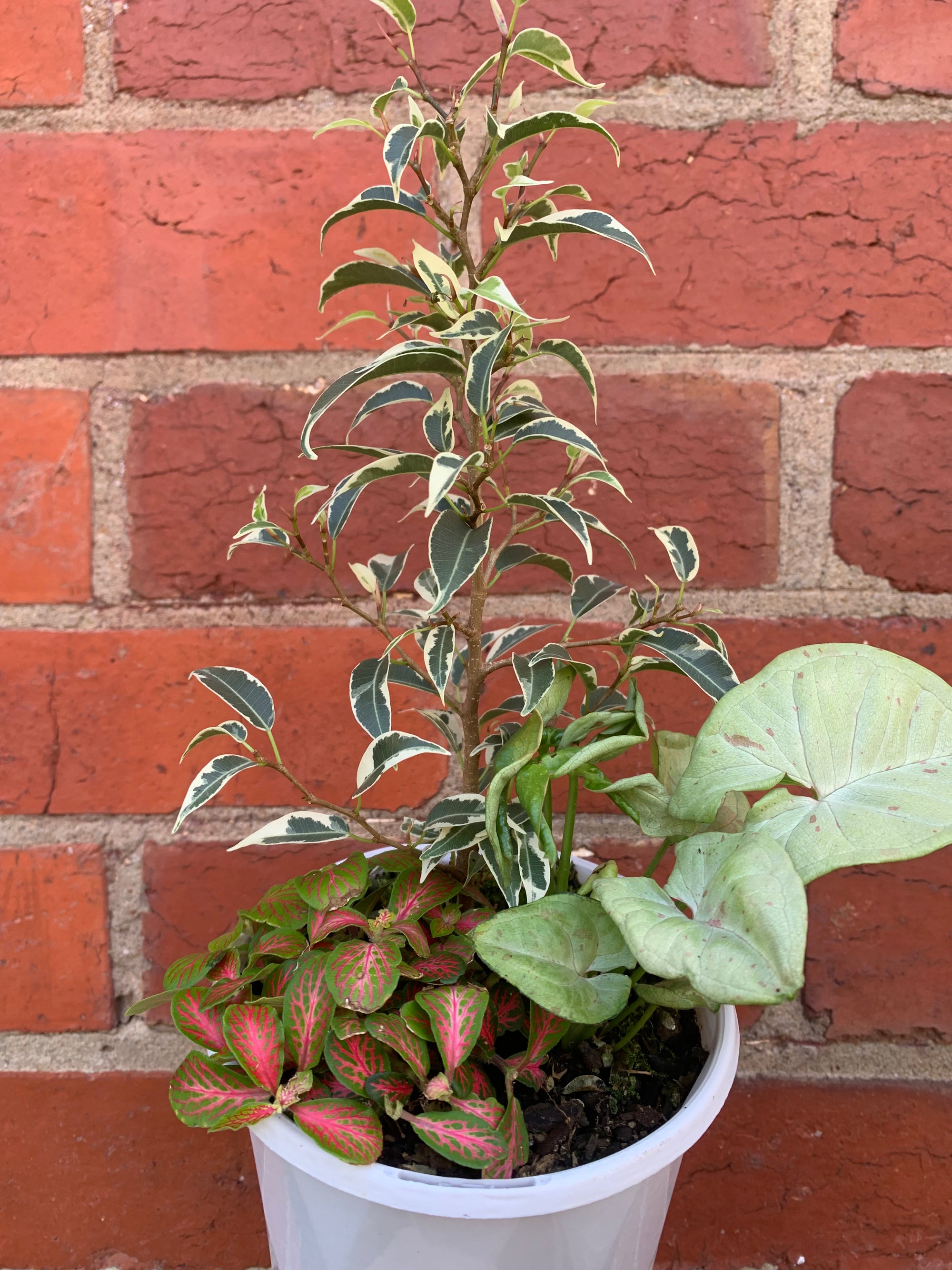 Indoor Foliage Triple plant - Fittonia x Ficus Benjamin - 13cm pot