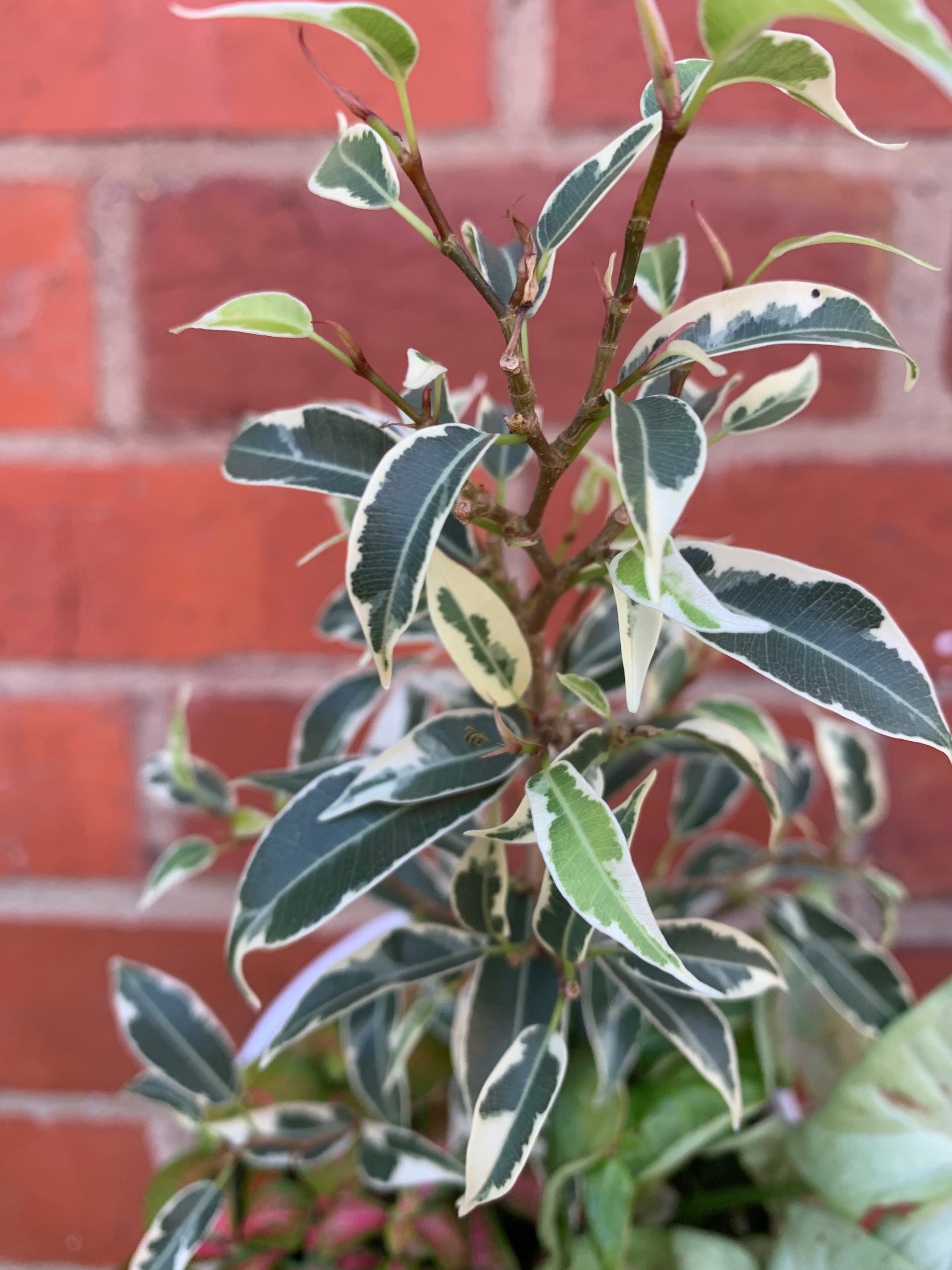 Indoor Foliage Triple plant - Fittonia x Ficus Benjamin - 13cm pot