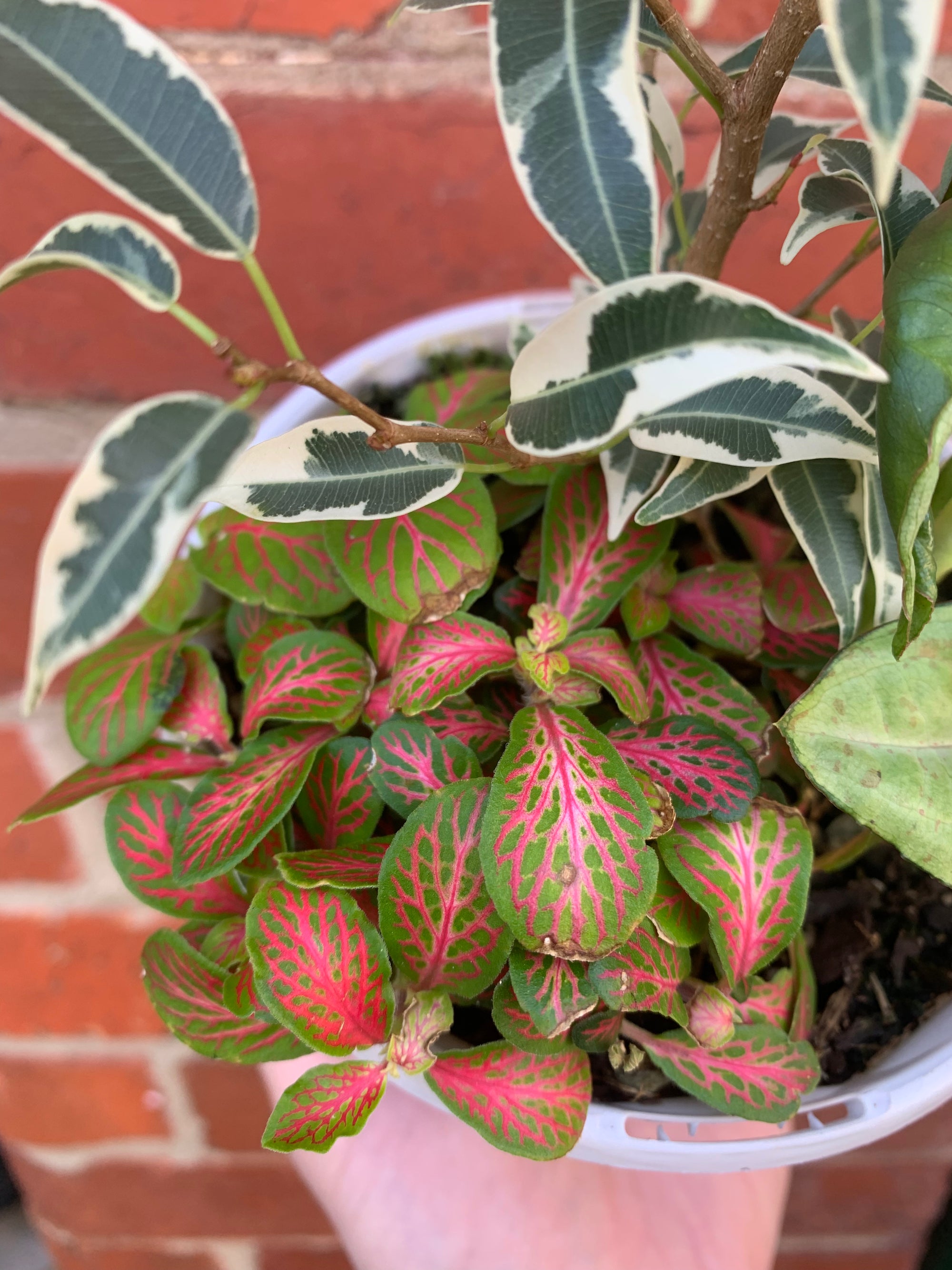 Indoor Foliage Triple plant - Fittonia x Ficus Benjamin - 13cm pot