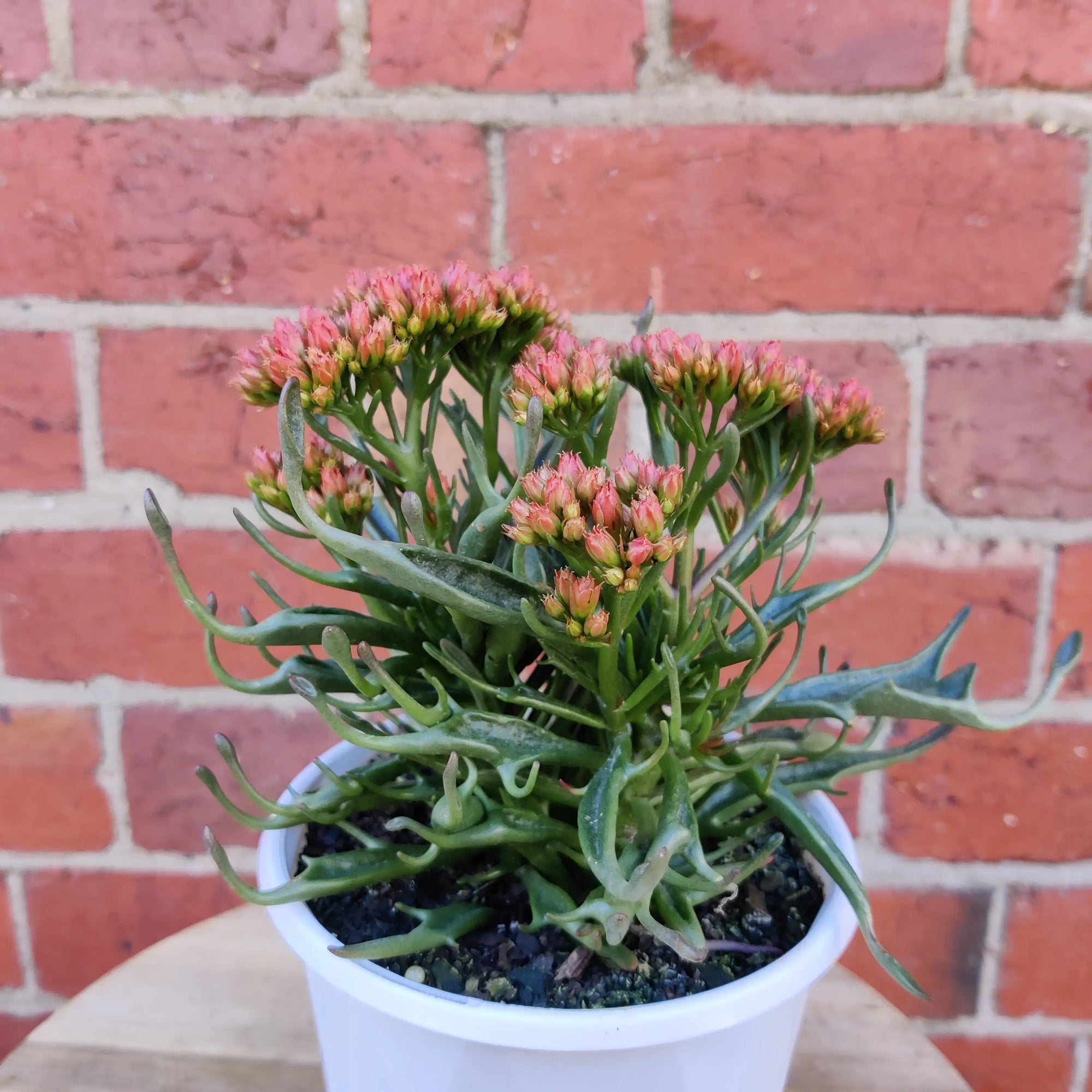 Kalanchoe Tarantula - 13cm Folia House