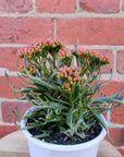 Kalanchoe Tarantula - 13cm Folia House