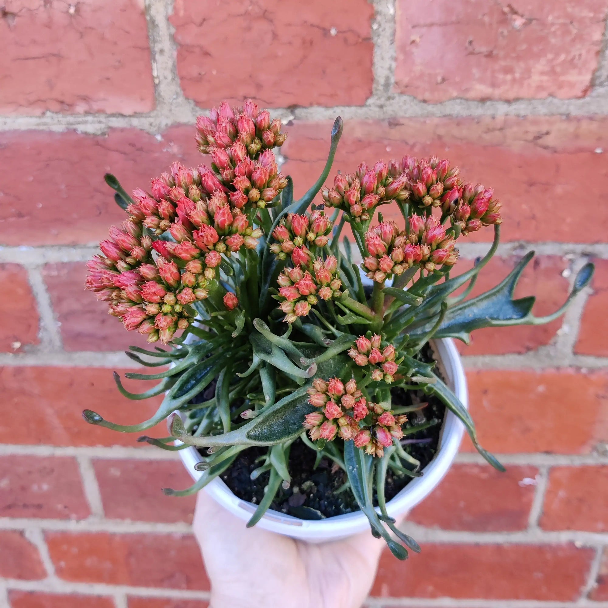 Kalanchoe Tarantula - 13cm Folia House