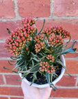 Kalanchoe Tarantula - 13cm Folia House