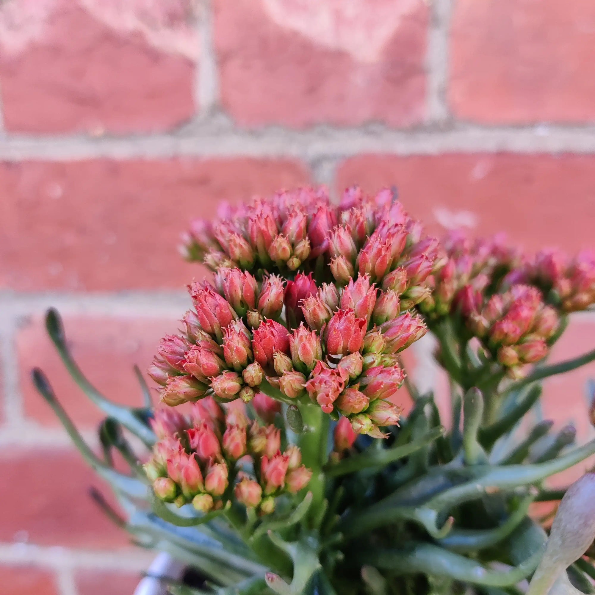 Kalanchoe Tarantula - 13cm Folia House