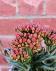 Kalanchoe Tarantula - 13cm Folia House