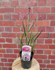 Kangaroo Paw - 15cm pot Folia House