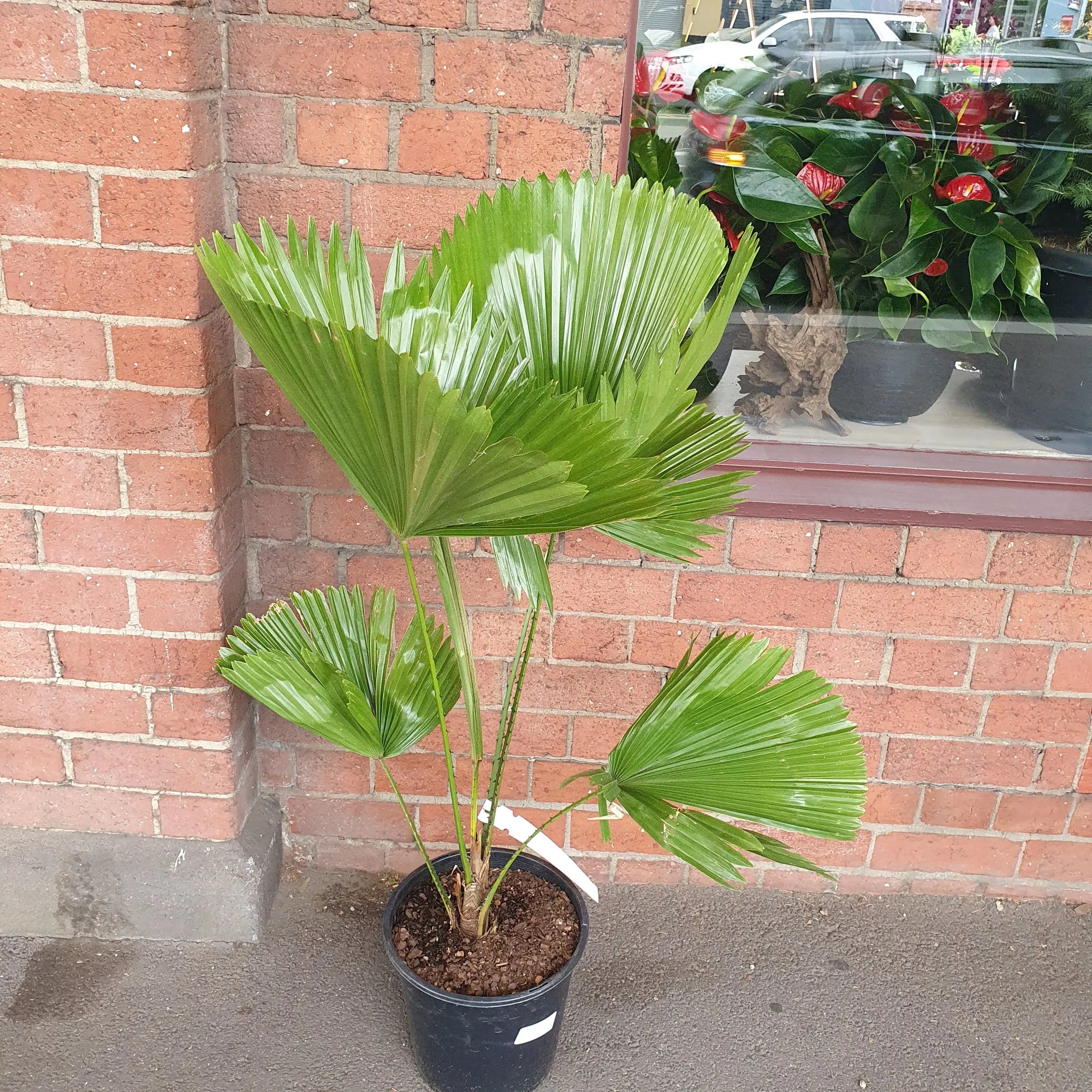 Licuala peltata var. 'sumawongii' - 25cm Pot Folia House