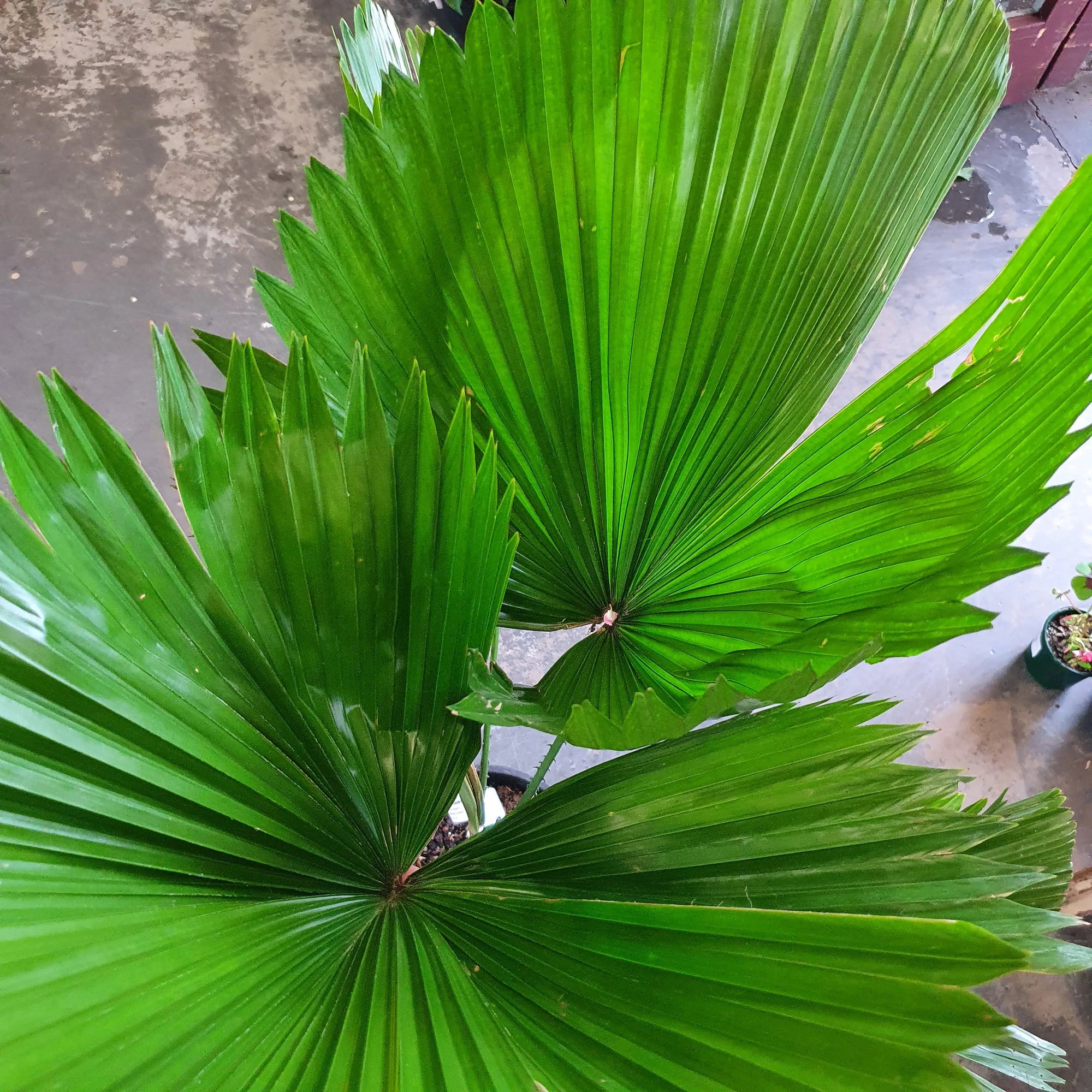 Licuala peltata var. 'sumawongii' - 25cm Pot Folia House
