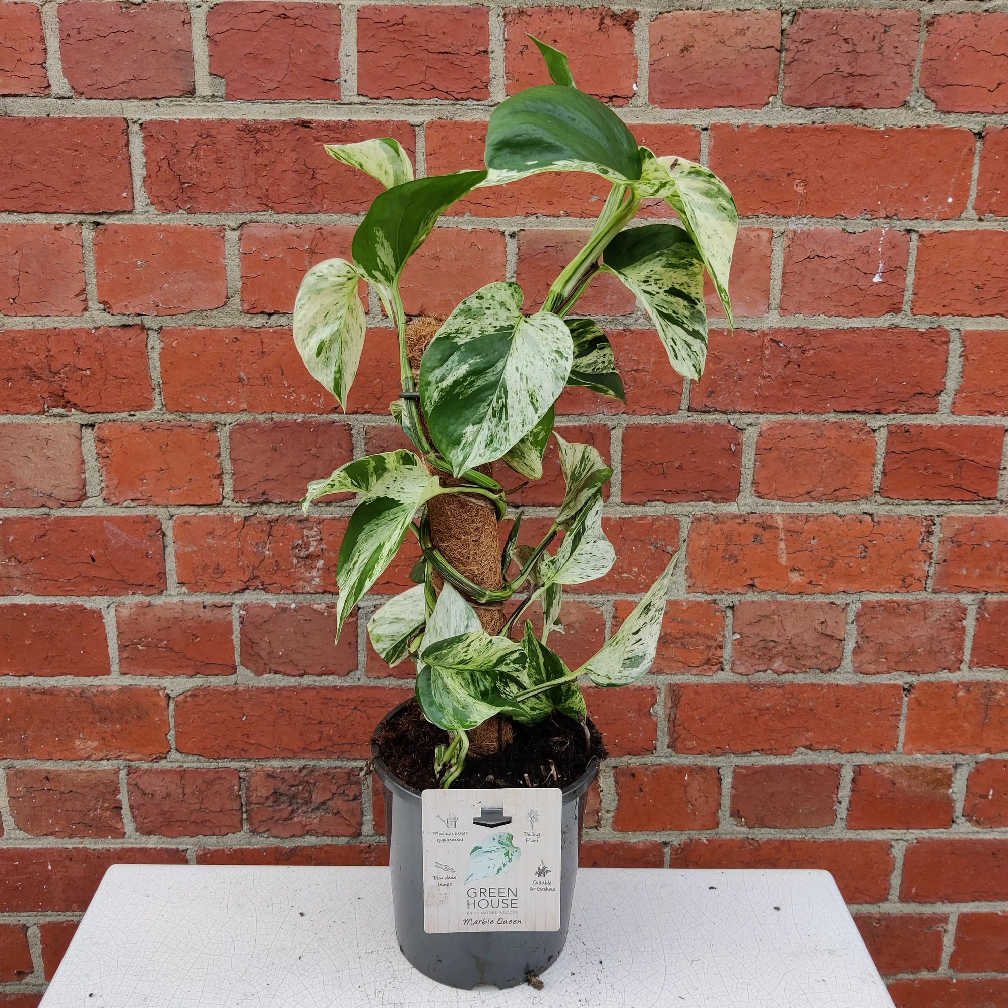 Marble Queen Pothos - 17cm with totem Folia House
