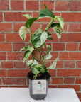 Marble Queen Pothos - 17cm with totem Folia House