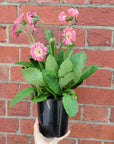 Mini gerberas - 14cm pot Folia House