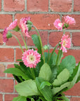 Mini gerberas - 14cm pot Folia House