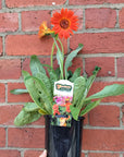 Mini gerberas - 14cm pot Folia House