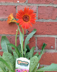 Mini gerberas - 14cm pot Folia House