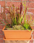 Mix Carnivorous Box Folia House