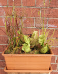 Mix Carnivorous Box Folia House