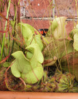 Mix Carnivorous Box Folia House