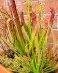 Mix Carnivorous Box Folia House