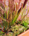 Mix Carnivorous Box Folia House