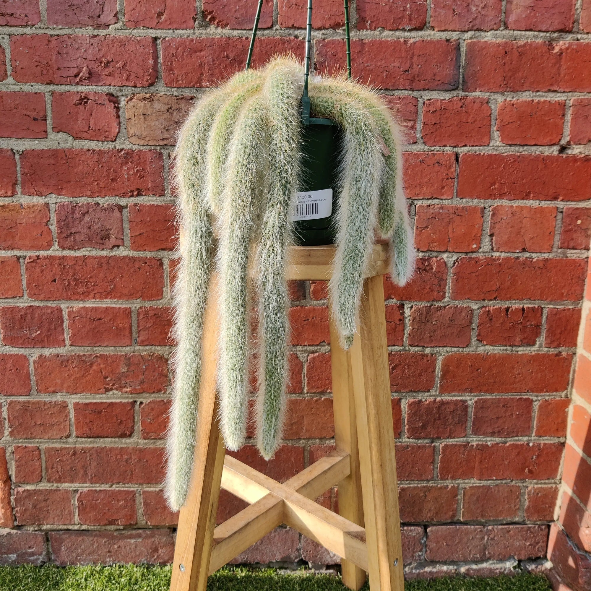 Monkey tail cactus - 15cmHB Folia House