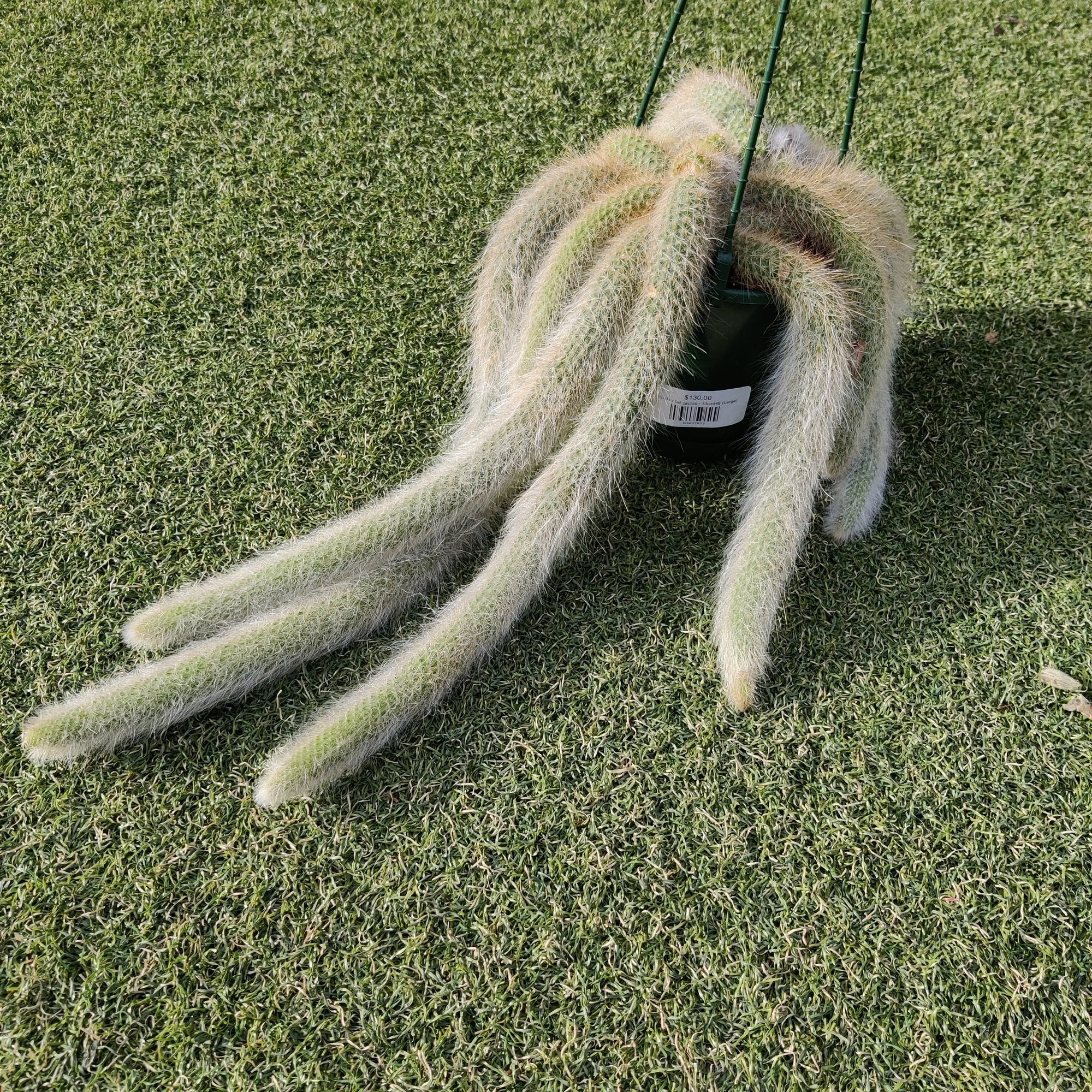 Monkey tail cactus - 15cmHB Folia House