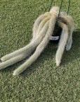 Monkey tail cactus - 15cmHB Folia House